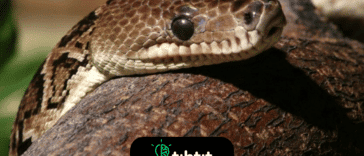 Hay una especie de serpiente que caza en manada. La boa cubana es el primer reptil en el que se observa una "caza coordinada", lo que aumenta las posibilidades de capturar una presa. Grupos de boas bloquean las entradas y salidas de las cuevas colgándose del techo y atacando a los murciélagos que pasan.