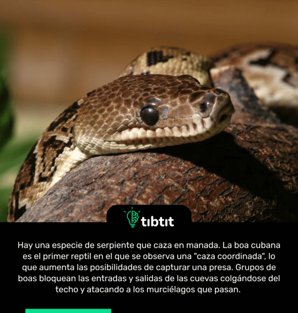 Hay una especie de serpiente que caza en manada. La boa cubana es el primer reptil en el que se observa una "caza coordinada", lo que aumenta las posibilidades de capturar una presa. Grupos de boas bloquean las entradas y salidas de las cuevas colgándose del techo y atacando a los murciélagos que pasan.