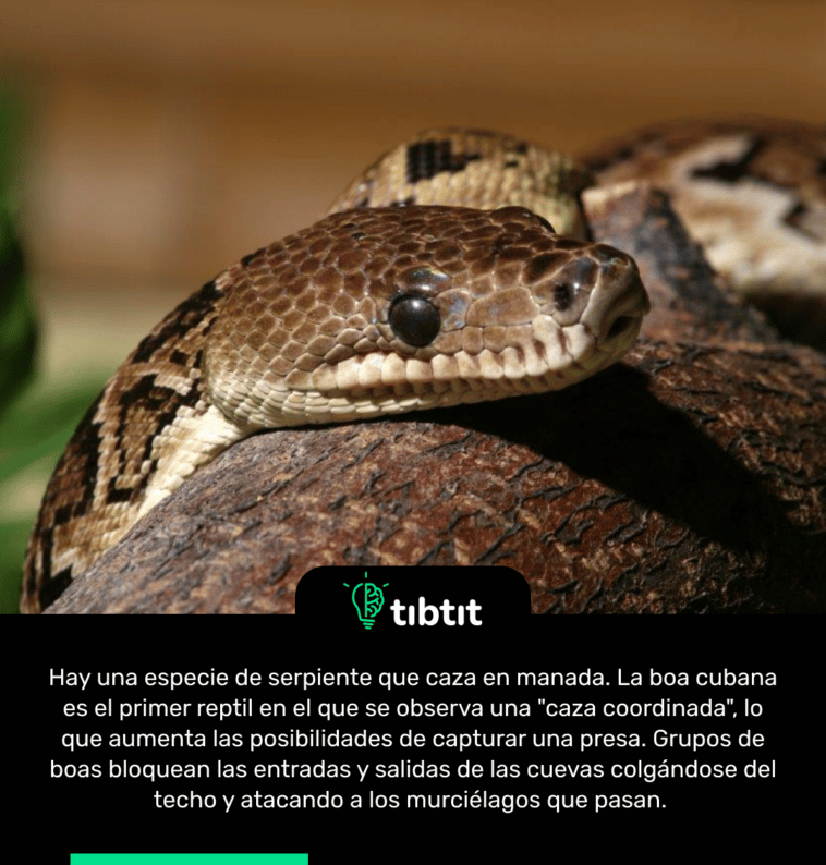 Hay una especie de serpiente que caza en manada. La boa cubana es el primer reptil en el que se observa una "caza coordinada", lo que aumenta las posibilidades de capturar una presa. Grupos de boas bloquean las entradas y salidas de las cuevas colgándose del techo y atacando a los murciélagos que pasan.