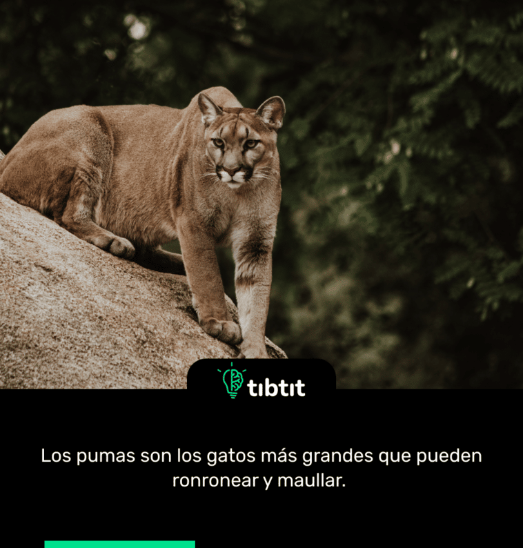 Los pumas son los gatos más grandes que pueden ronronear y maullar.