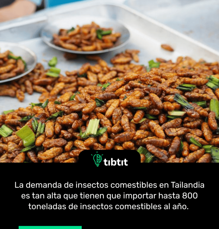 La demanda de insectos comestibles en Tailandia es tan alta que tienen que importar hasta 800 toneladas de insectos comestibles al año.