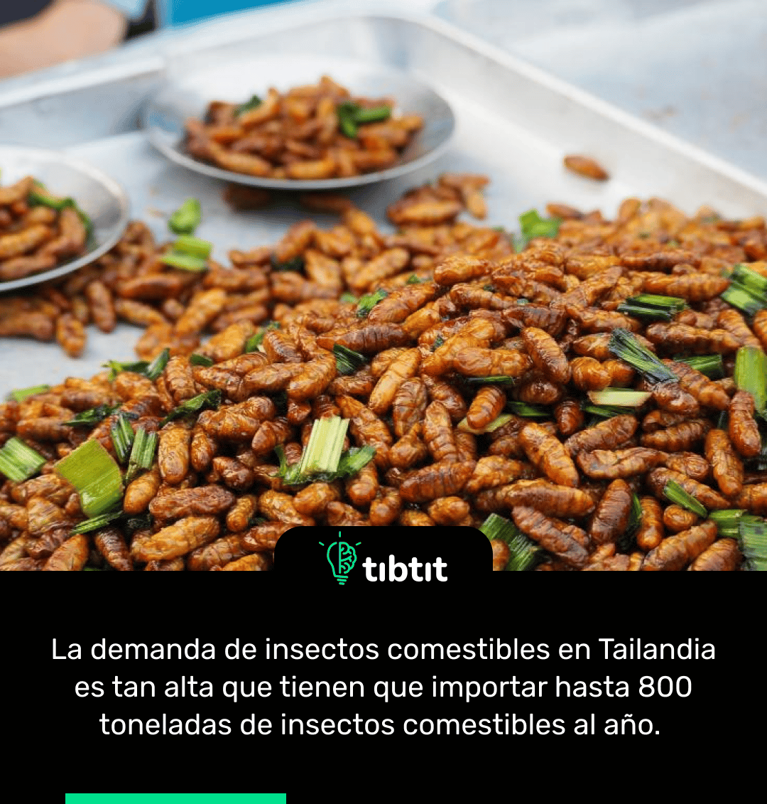 Sabías que… Demanda de insectos comestibles en Tailandia | Curiosidades