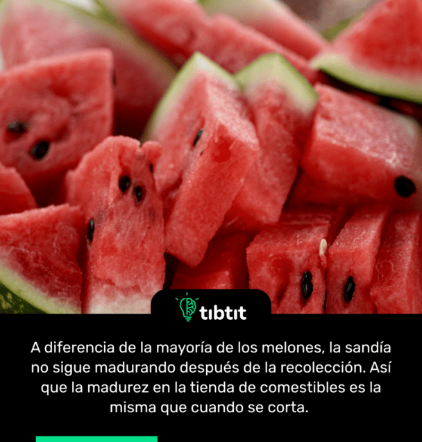 A diferencia de la mayoría de los melones, la sandía no sigue madurando después de la recolección. Así que la madurez en la tienda de comestibles es la misma que cuando se corta.
