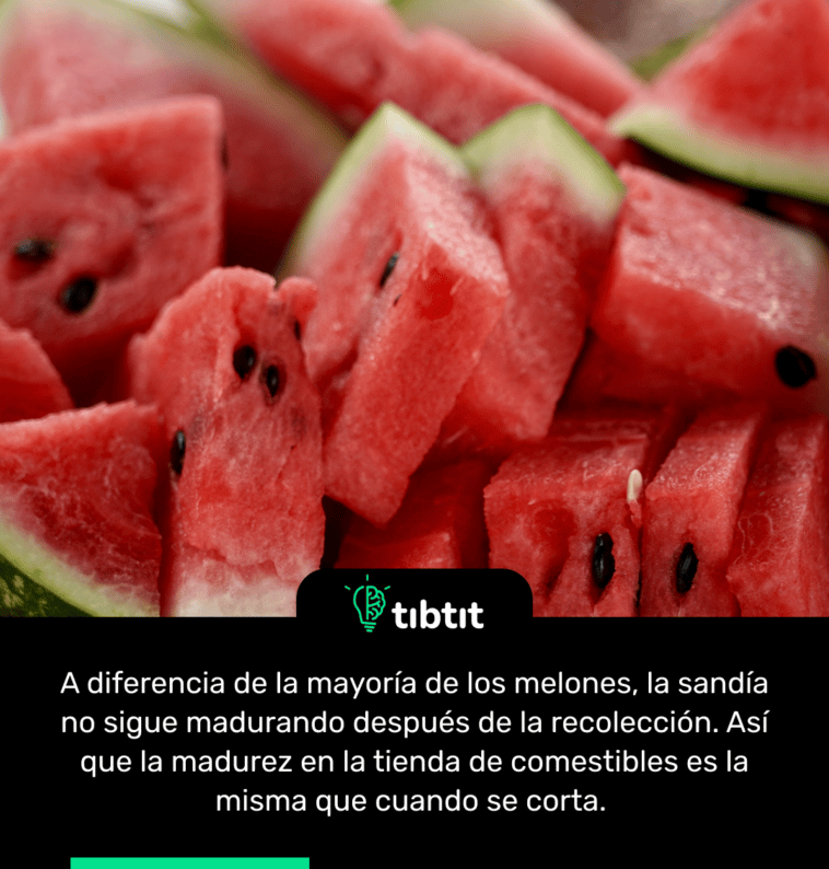A diferencia de la mayoría de los melones, la sandía no sigue madurando después de la recolección. Así que la madurez en la tienda de comestibles es la misma que cuando se corta.
