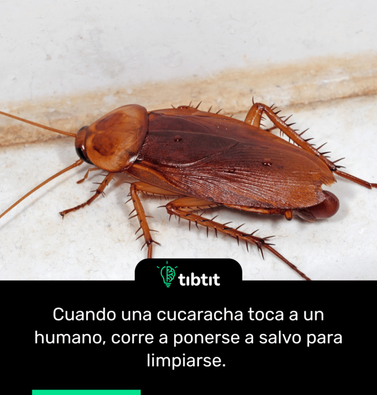 Cuando una cucaracha toca a un humano, corre a ponerse a salvo para limpiarse.