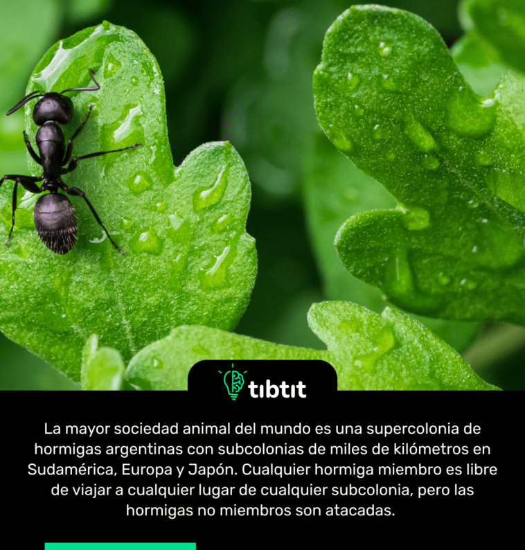 La mayor sociedad animal del mundo es una supercolonia de hormigas argentinas con subcolonias de miles de kilómetros en Sudamérica, Europa y Japón. Cualquier hormiga miembro es libre de viajar a cualquier lugar de cualquier subcolonia, pero las hormigas no miembros son atacadas.