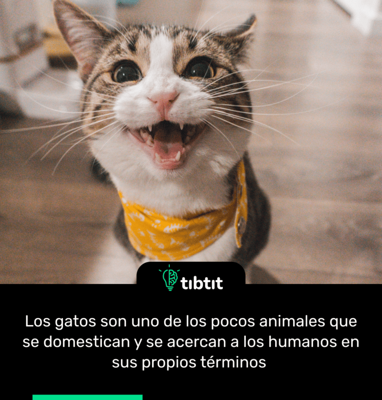 Los gatos son uno de los pocos animales que se domestican y se acercan a los humanos en sus propios términos