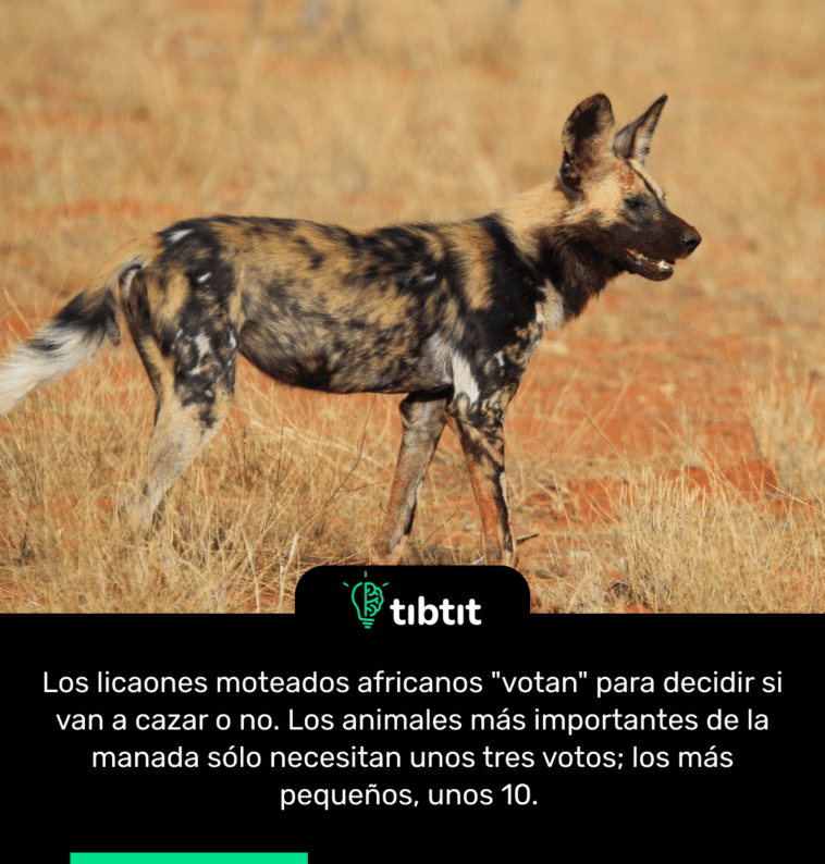 Los licaones moteados africanos "votan" para decidir si van a cazar o no. Los animales más importantes de la manada sólo necesitan unos tres votos; los más pequeños, unos 10.