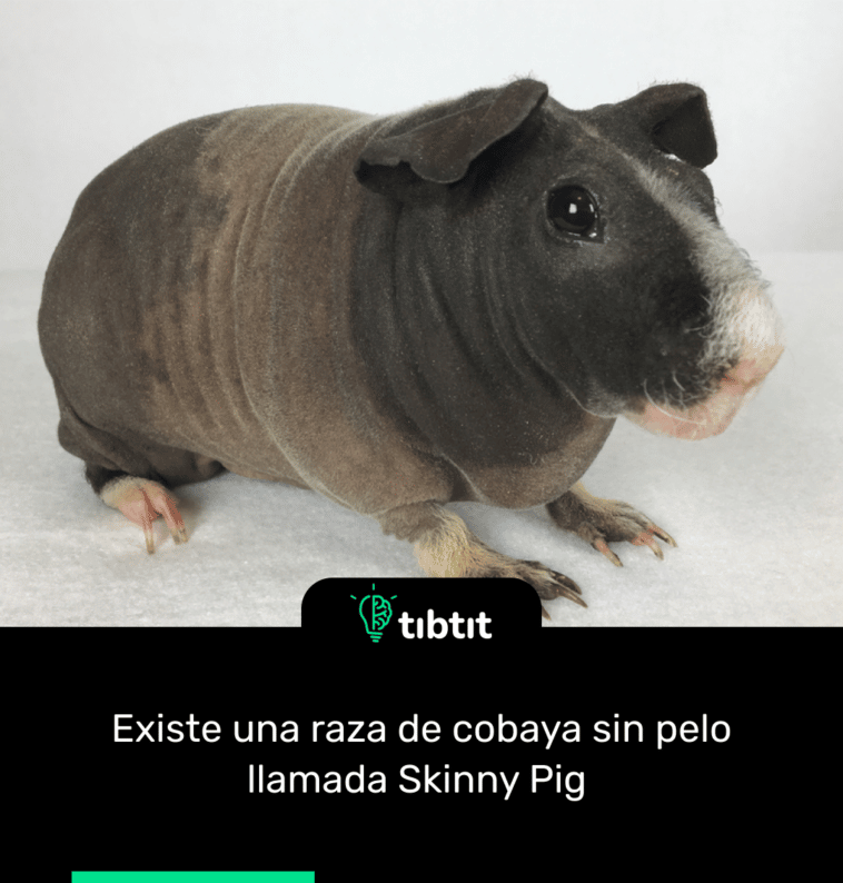 Existe una raza de cobaya sin pelo llamada Skinny Pig