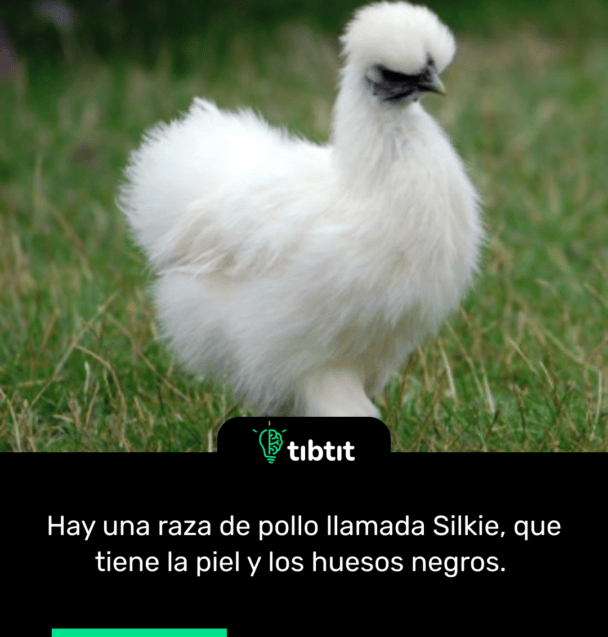 Hay una raza de pollo llamada Silkie, que tiene la piel y los huesos negros.