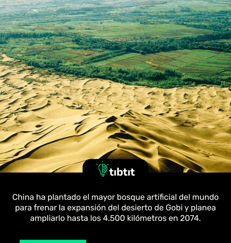 China ha plantado el mayor bosque artificial del mundo para frenar la expansión del desierto de Gobi y planea ampliarlo hasta los 4.500 kilómetros en 2074.