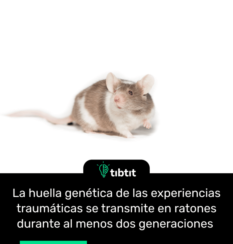 La huella genética de las experiencias traumáticas se transmite en ratones durante al menos dos generaciones