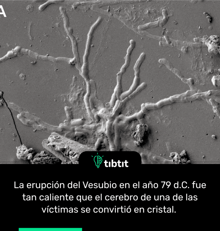 La erupción del Vesubio en el año 79 d.C. fue tan caliente que el cerebro de una de las víctimas se convirtió en cristal.