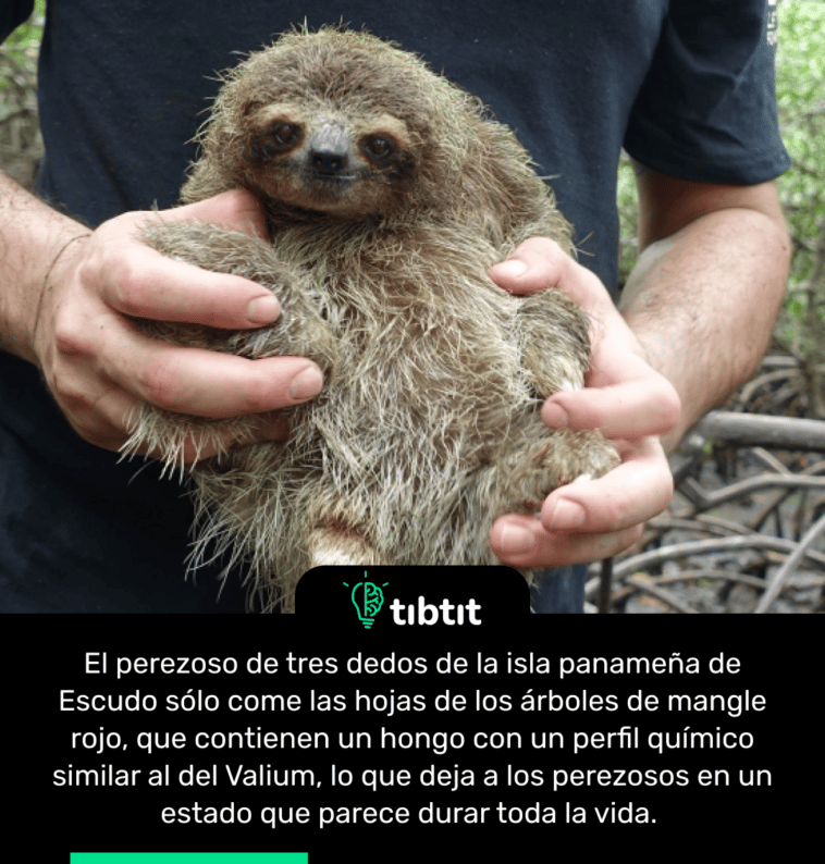 El perezoso de tres dedos de la isla panameña de Escudo sólo come las hojas de los árboles de mangle rojo, que contienen un hongo con un perfil químico similar al del Valium, lo que deja a los perezosos en un estado que parece durar toda la vida.