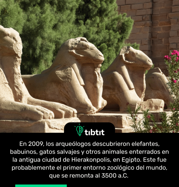 En 2009, los arqueólogos descubrieron elefantes, babuinos, gatos salvajes y otros animales enterrados en la antigua ciudad de Hierakonpolis, en Egipto. Este fue probablemente el primer entorno zoológico del mundo, que se remonta al 3500 a.C.