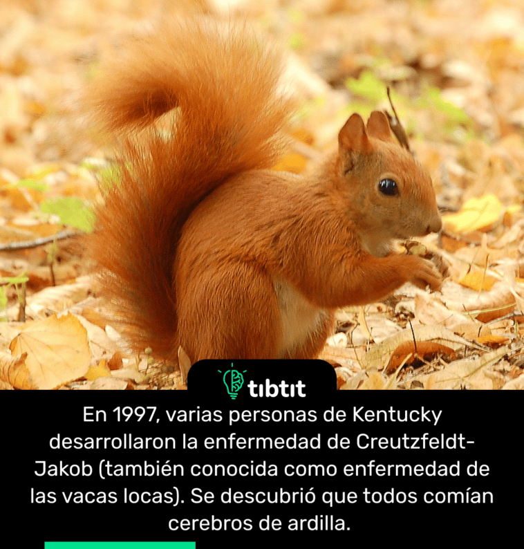 En 1997, varias personas de Kentucky desarrollaron la enfermedad de Creutzfeldt-Jakob (también conocida como enfermedad de las vacas locas). Se descubrió que todos comían cerebros de ardilla.