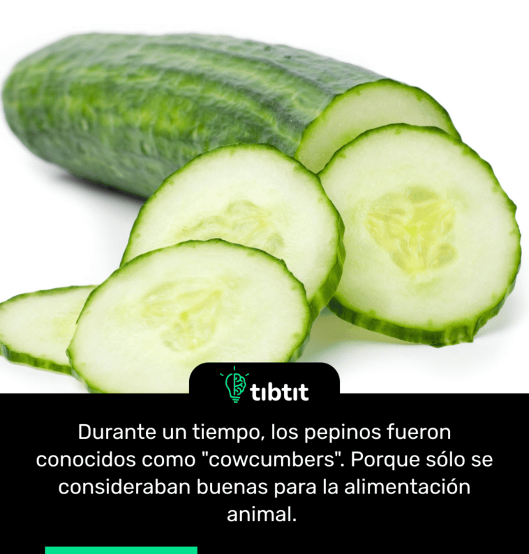 Durante un tiempo, los pepinos fueron conocidos como "cowcumbers". Porque sólo se consideraban buenas para la alimentación animal.