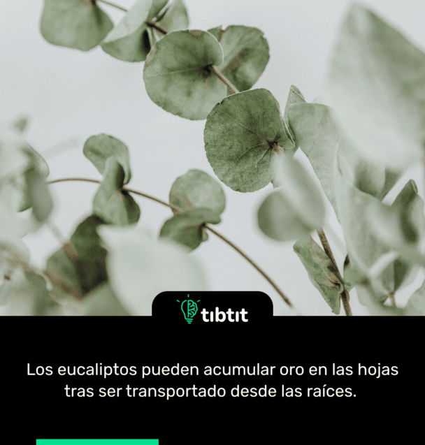 Los eucaliptos pueden acumular oro en las hojas tras ser transportado desde las raíces.