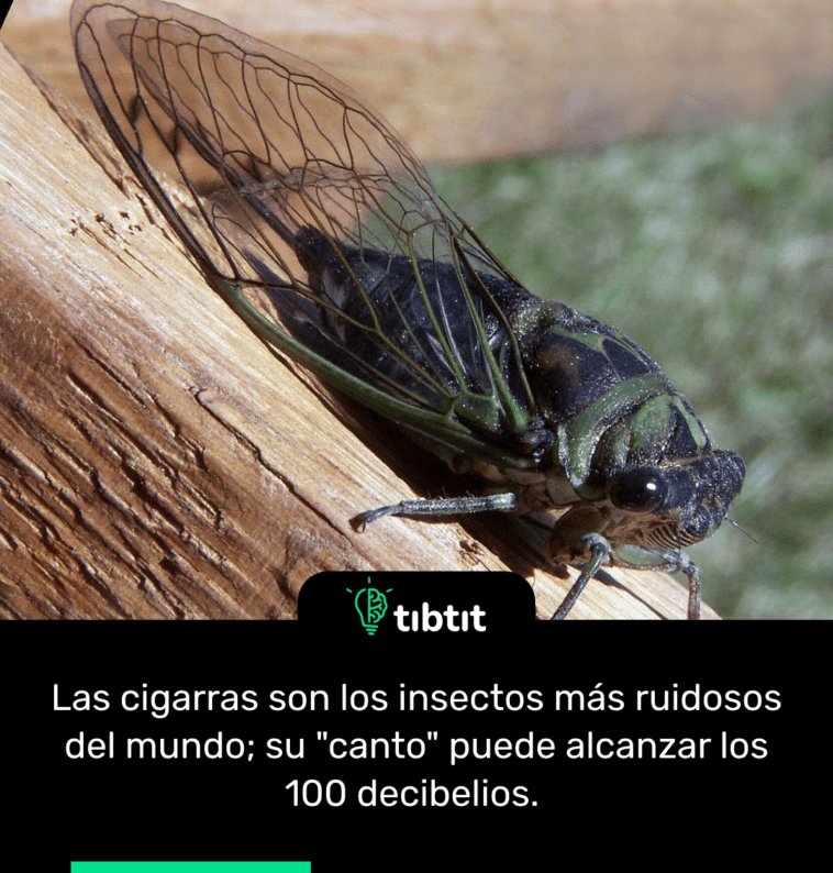 Las cigarras son los insectos más ruidosos del mundo; su "canto" puede alcanzar los 100 decibelios.