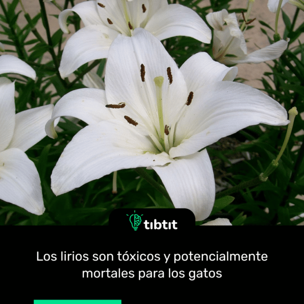 Los lirios son tóxicos y potencialmente mortales para los gatos