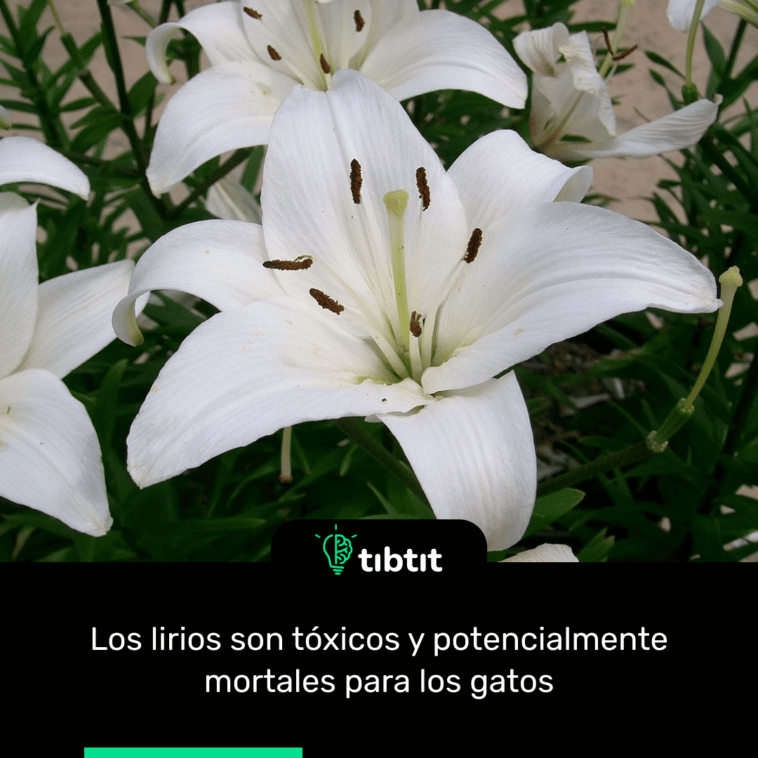 Los lirios son tóxicos y potencialmente mortales para los gatos