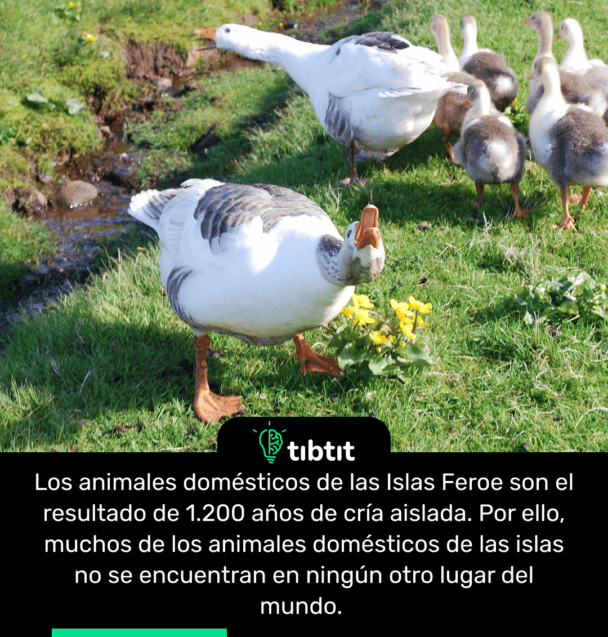 Los animales domésticos de las Islas Feroe son el resultado de 1.200 años de cría aislada. Por ello, muchos de los animales domésticos de las islas no se encuentran en ningún otro lugar del mundo.