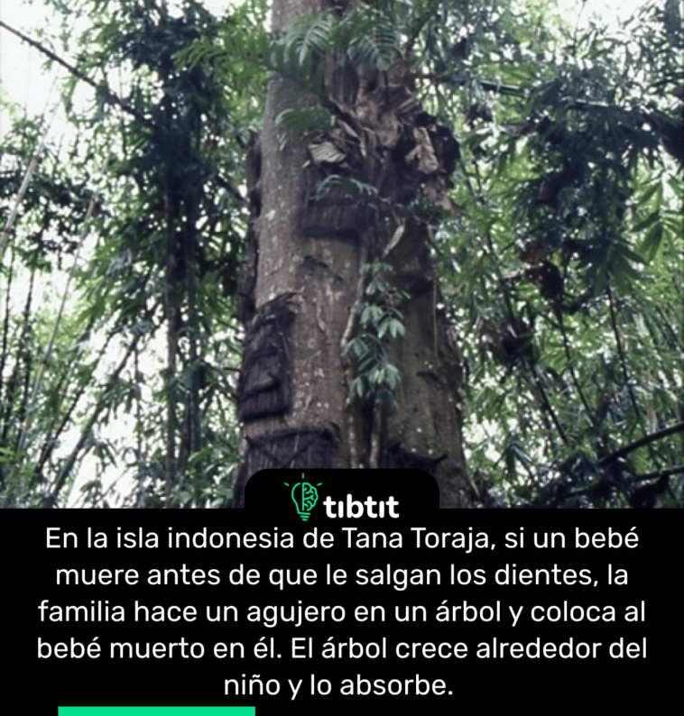 En la isla indonesia de Tana Toraja, si un bebé muere antes de que le salgan los dientes, la familia hace un agujero en un árbol y coloca al bebé muerto en él. El árbol crece alrededor del niño y lo absorbe.