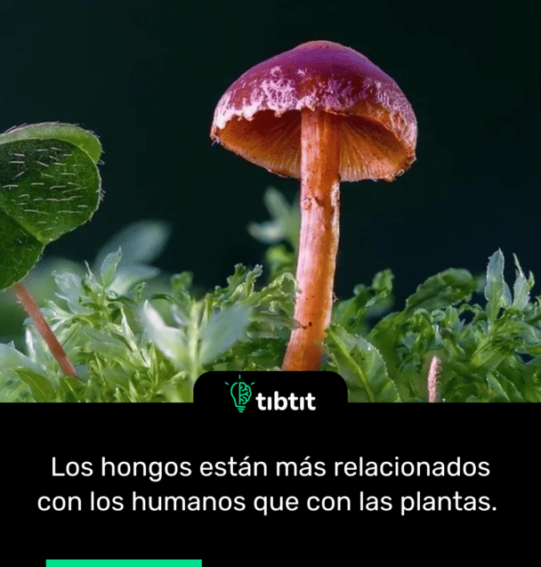 Los hongos están más relacionados con los humanos que con las plantas.