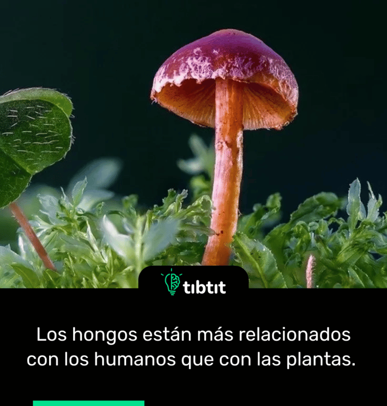 Los hongos están más relacionados con los humanos que con las plantas.