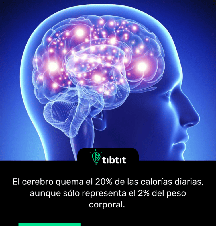 El cerebro quema el 20% de las calorías diarias, aunque sólo representa el 2% del peso corporal.