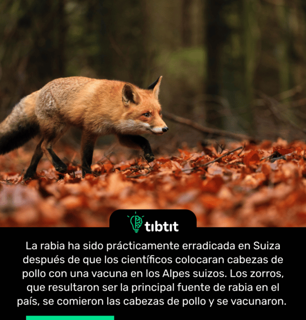 La rabia ha sido prácticamente erradicada en Suiza después de que los científicos colocaran cabezas de pollo con una vacuna en los Alpes suizos. Los zorros, que resultaron ser la principal fuente de rabia en el país, se comieron las cabezas de pollo y se vacunaron.