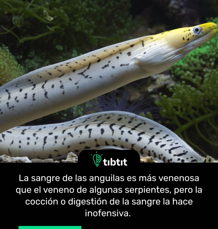 La sangre de las anguilas es más venenosa que el veneno de algunas serpientes, pero la cocción o digestión de la sangre la hace inofensiva.