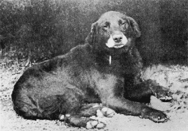 Buccleuch Avon, considerado el antepasado de todos los Labrador Retrievers modernos. (1890-95).