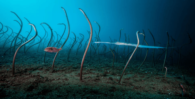 Colonia de congeridae [ ang. garden eels ] en el lecho marino cerca de Dauin en Filipinas