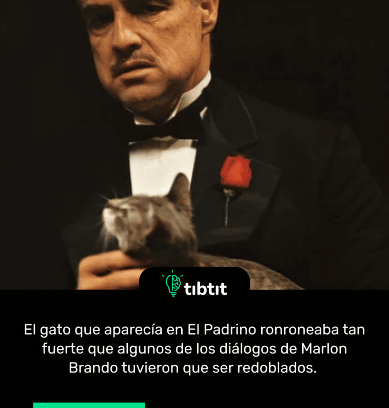 El gato que aparecía en El Padrino ronroneaba tan fuerte que algunos de los diálogos de Marlon Brando tuvieron que ser redoblados.