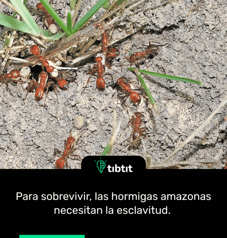 Para sobrevivir, las hormigas amazonas necesitan la esclavitud.