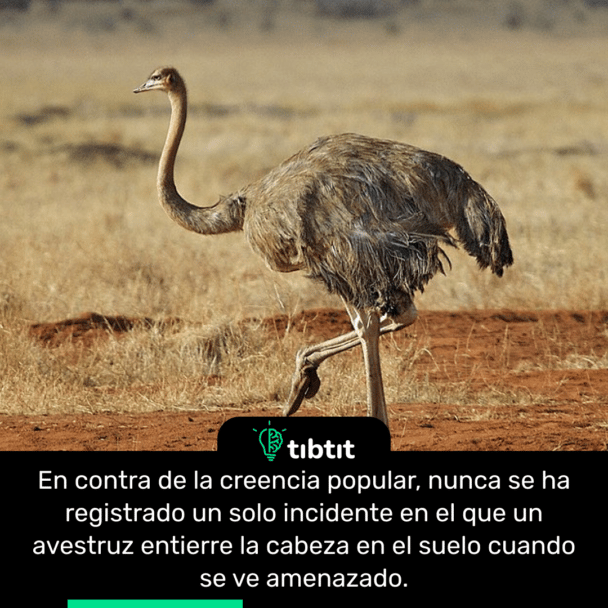 En contra de la creencia popular, nunca se ha registrado un solo incidente en el que un avestruz entierre la cabeza en el suelo cuando se ve amenazado.