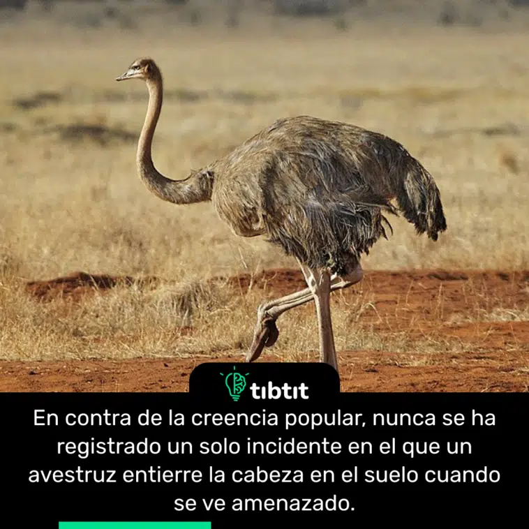 En contra de la creencia popular, nunca se ha registrado un solo incidente en el que un avestruz entierre la cabeza en el suelo cuando se ve amenazado.