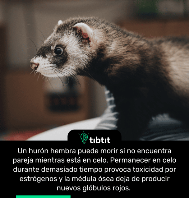 Un hurón hembra puede morir si no encuentra pareja mientras está en celo. Permanecer en celo durante demasiado tiempo provoca toxicidad por estrógenos y la médula ósea deja de producir nuevos glóbulos rojos.