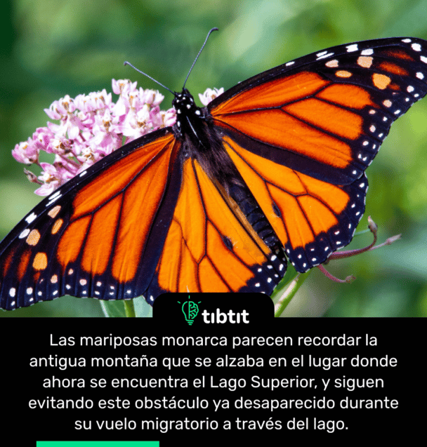 Las mariposas monarca parecen recordar la antigua montaña que se alzaba en el lugar donde ahora se encuentra el Lago Superior, y siguen evitando este obstáculo ya desaparecido durante su vuelo migratorio a través del lago.