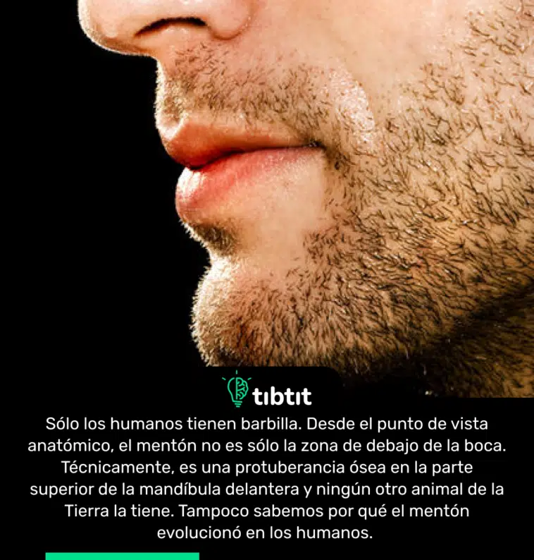 Sólo los humanos tienen barbilla. Desde el punto de vista anatómico, el mentón no es sólo la zona de debajo de la boca. Técnicamente, es una protuberancia ósea en la parte superior de la mandíbula delantera y ningún otro animal de la Tierra la tiene. Tampoco sabemos por qué el mentón evolucionó en los humanos.