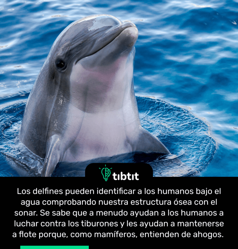 Los delfines pueden identificar a los humanos bajo el agua comprobando nuestra estructura ósea con el sonar. Se sabe que a menudo ayudan a los humanos a luchar contra los tiburones y les ayudan a mantenerse a flote porque, como mamíferos, entienden de ahogos.