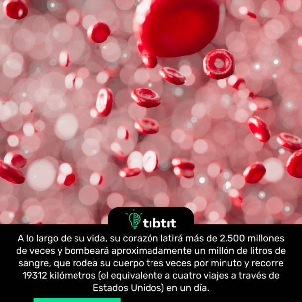 A lo largo de su vida, su corazón latirá más de 2.500 millones de veces y bombeará aproximadamente un millón de litros de sangre, que rodea su cuerpo tres veces por minuto y recorre 19312 kilómetros (el equivalente a cuatro viajes a través de Estados Unidos) en un día.