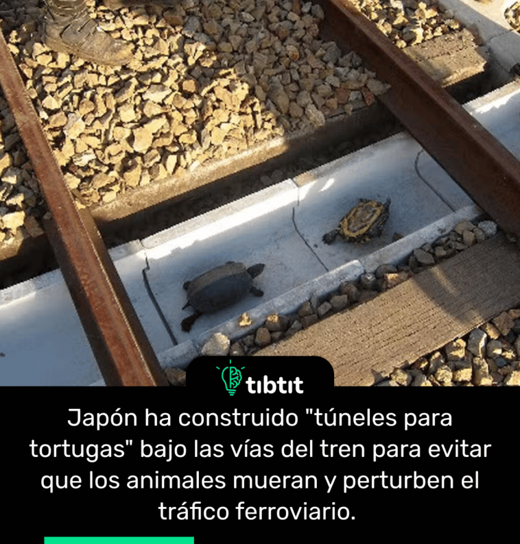 Japón ha construido "túneles para tortugas" bajo las vías del tren para evitar que los animales mueran y perturben el tráfico ferroviario.