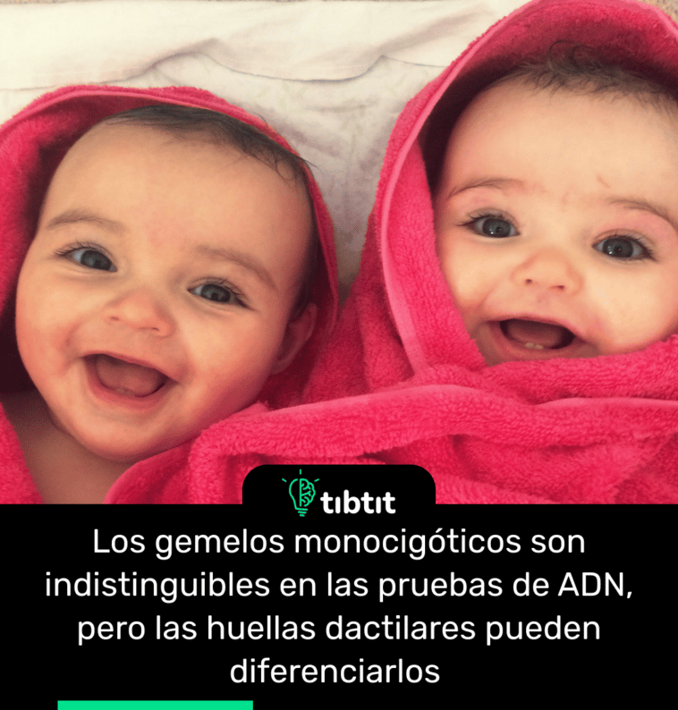 Los gemelos monocigóticos son indistinguibles en las pruebas de ADN, pero las huellas dactilares pueden diferenciarlos