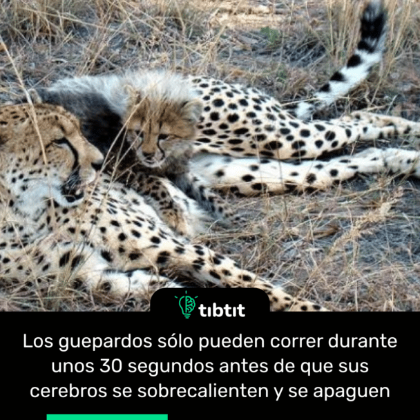 Los guepardos sólo pueden correr durante unos 30 segundos antes de que sus cerebros se sobrecalienten y se apaguen