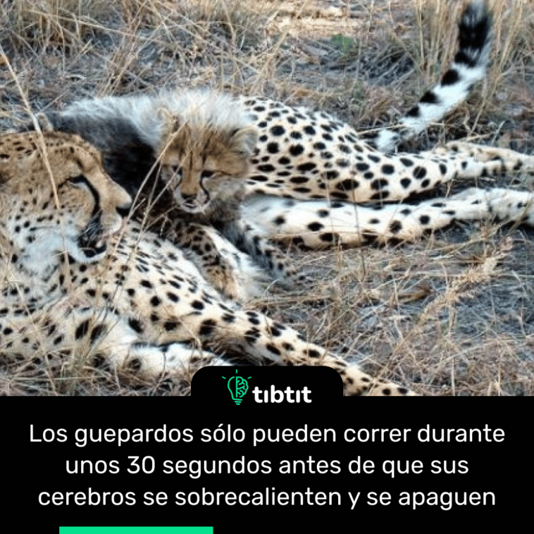 Los guepardos sólo pueden correr durante unos 30 segundos antes de que sus cerebros se sobrecalienten y se apaguen