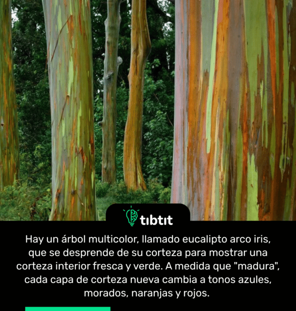 Hay un árbol multicolor, llamado eucalipto arco iris, que se desprende de su corteza para mostrar una corteza interior fresca y verde. A medida que "madura", cada capa de corteza nueva cambia a tonos azules, morados, naranjas y rojos.