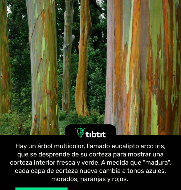 Hay un árbol multicolor, llamado eucalipto arco iris, que se desprende de su corteza para mostrar una corteza interior fresca y verde. A medida que "madura", cada capa de corteza nueva cambia a tonos azules, morados, naranjas y rojos.