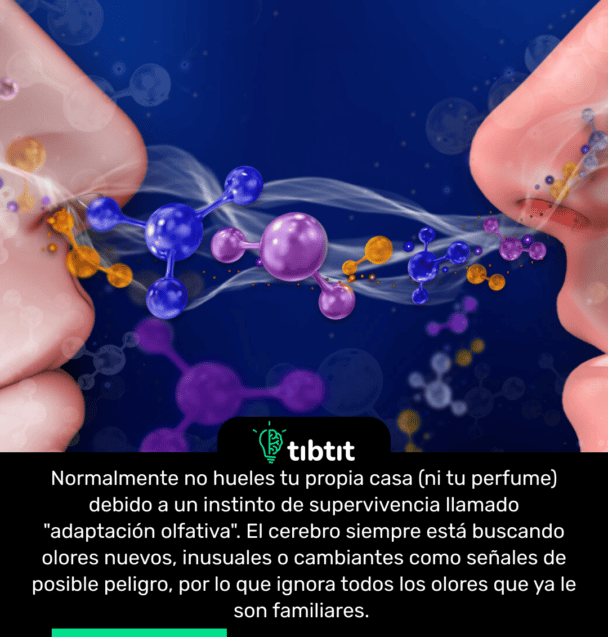 Normalmente no hueles tu propia casa (ni tu perfume) debido a un instinto de supervivencia llamado "adaptación olfativa". El cerebro siempre está buscando olores nuevos, inusuales o cambiantes como señales de posible peligro, por lo que ignora todos los olores que ya le son familiares.